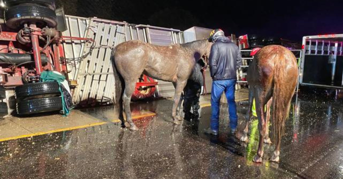 What to Do in the Case of a Horse Trailer Accident